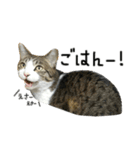 けがわすたんぷ（個別スタンプ：32）