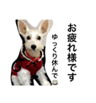 白犬とか黒犬とか（個別スタンプ：1）