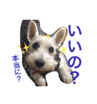 白犬とか黒犬とか（個別スタンプ：2）
