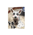 白犬とか黒犬とか（個別スタンプ：3）