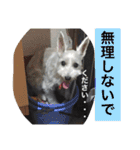 白犬とか黒犬とか（個別スタンプ：4）