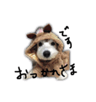 白犬とか黒犬とか（個別スタンプ：5）