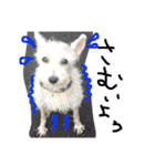 白犬とか黒犬とか（個別スタンプ：6）