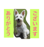 白犬とか黒犬とか（個別スタンプ：7）