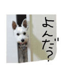 白犬とか黒犬とか（個別スタンプ：10）