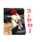 白犬とか黒犬とか（個別スタンプ：11）