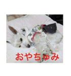 白犬とか黒犬とか（個別スタンプ：12）