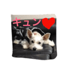 白犬とか黒犬とか（個別スタンプ：13）