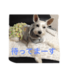 白犬とか黒犬とか（個別スタンプ：14）