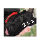 白犬とか黒犬とか（個別スタンプ：16）