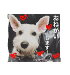 白犬とか黒犬とか（個別スタンプ：17）