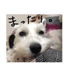 白犬とか黒犬とか（個別スタンプ：21）