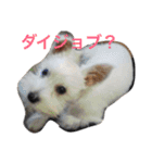 白犬とか黒犬とか（個別スタンプ：22）