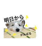 白犬とか黒犬とか（個別スタンプ：25）