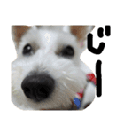白犬とか黒犬とか（個別スタンプ：26）