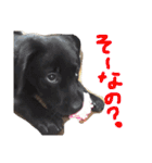 白犬とか黒犬とか（個別スタンプ：27）
