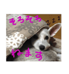 白犬とか黒犬とか（個別スタンプ：28）
