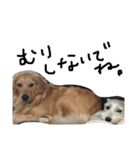 白犬とか黒犬とか（個別スタンプ：29）