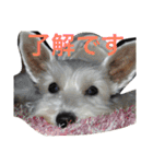 白犬とか黒犬とか（個別スタンプ：30）