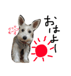白犬とか黒犬とか（個別スタンプ：31）