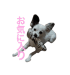 使えるか分からないびびちゃんズ1（個別スタンプ：6）