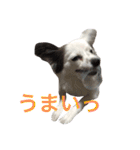使えるか分からないびびちゃんズ1（個別スタンプ：11）