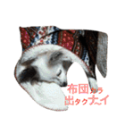 使えるか分からないびびちゃんズ1（個別スタンプ：13）