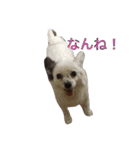 使えるか分からないびびちゃんズ1（個別スタンプ：17）