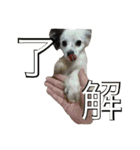使えるか分からないびびちゃんズ1（個別スタンプ：21）