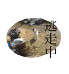 使えるか分からないびびちゃんズ1（個別スタンプ：27）