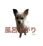 使えるか分からないびびちゃんズ1（個別スタンプ：29）