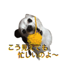 使えるか分からないびびちゃんズ1（個別スタンプ：31）