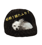 使えるか分からないびびちゃんズ1（個別スタンプ：32）