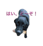 使えるか分からないびびちゃんズ1（個別スタンプ：37）