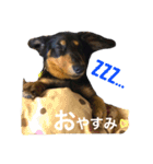 田中家のレイくん（個別スタンプ：1）