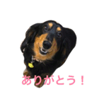 田中家のレイくん（個別スタンプ：5）