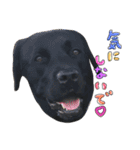 黒ラブ バディ ②（個別スタンプ：3）