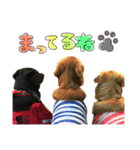 黒ラブ バディ ②（個別スタンプ：10）