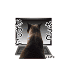 猫友リアル写真スタンプ（個別スタンプ：1）