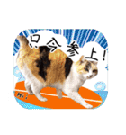 猫友リアル写真スタンプ（個別スタンプ：2）