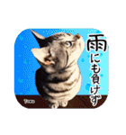猫友リアル写真スタンプ（個別スタンプ：4）