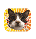 猫友リアル写真スタンプ（個別スタンプ：5）