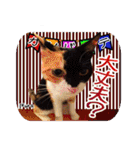猫友リアル写真スタンプ（個別スタンプ：6）