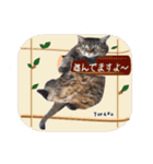 猫友リアル写真スタンプ（個別スタンプ：8）