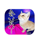 猫友リアル写真スタンプ（個別スタンプ：9）