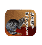 猫友リアル写真スタンプ（個別スタンプ：10）