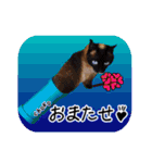 猫友リアル写真スタンプ（個別スタンプ：12）