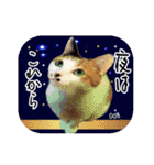 猫友リアル写真スタンプ（個別スタンプ：13）
