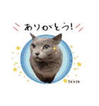 猫友リアル写真スタンプ（個別スタンプ：14）