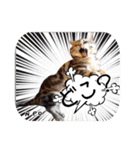猫友リアル写真スタンプ（個別スタンプ：16）